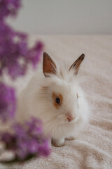 Obraz premium white rabbit with purple flower