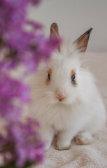 white rabbit with purple flower