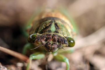Cicada