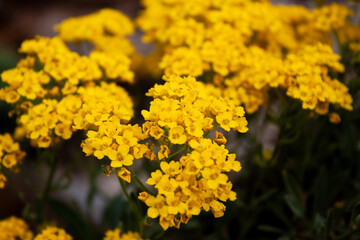 yellow flowers in the park