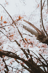 Blossom flowers in spring