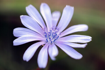 Purple Chicory Flower