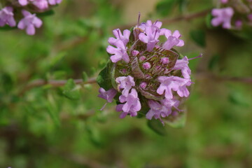 Camphor Thyme (Thymus camphoratus)