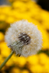 dandelion on a yellow floral background