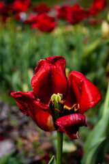 red flower in garden