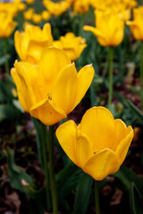 Fototapeta premium yellow tulips in garden