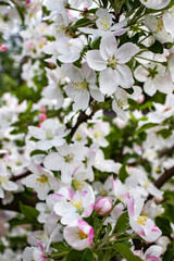 blooming tree in spring