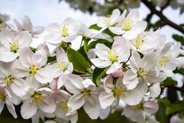 blooming tree in spring