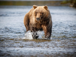 Female Coastal Brown Bear fishing for salmon