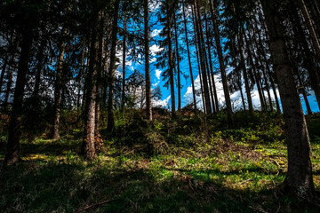 Fototapeta premium View of the forest in the Black Forest, Germany