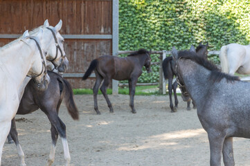 Obraz na płótnie Canvas Lipizzaner Stud Piber