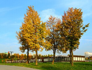 Autumn landscape. Trees in picturesque landscape park. Moscow, Russia