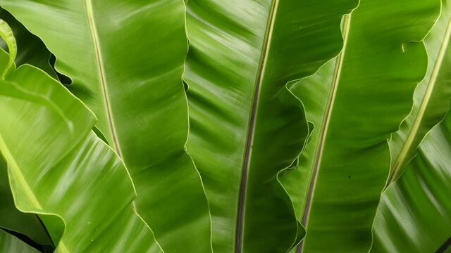leaves of Bird's-nest fern, Asplenium nidus,Green and fresh leaves