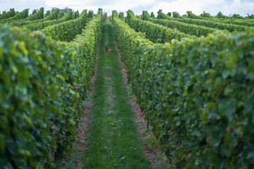 View through rows of vines to deer in the vineyard in the Rheingau / Germany