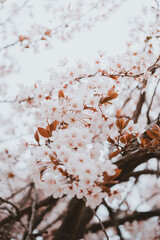 Ceramic workshop and flowers