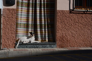 Dog posing outside a typical house during siesta in Spain