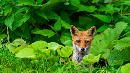 キタキツネ　見つめる