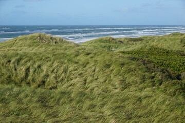 Grasbewachsene Dünenlandschaft mit Strandhafer, Nordseeküste on Dänemark