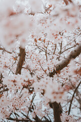 Ceramic workshop and flowers