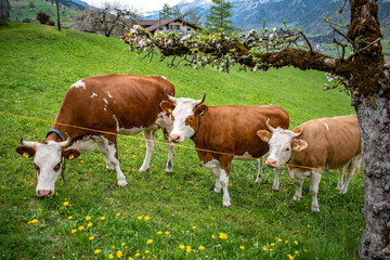 Obraz premium Beautiful swiss cows. Alpine meadows. Mountains. 
