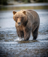 Fototapeta na wymiar Female Coastal Brown Bear walking in river
