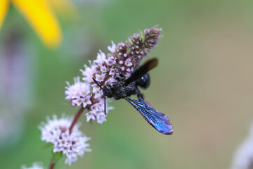 Blue Winged Wasp