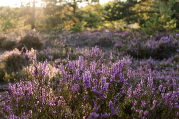 beautiful purple moor