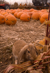 bunny in pumpkin farm