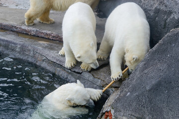 Small polar bear cubs with their mother bear, standing next to the water. Concept of protection of animals and wildlife.