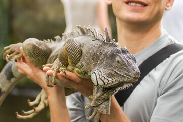 Amazing close up photo man holding in his arms green lizard iguana on background scenic tropical...