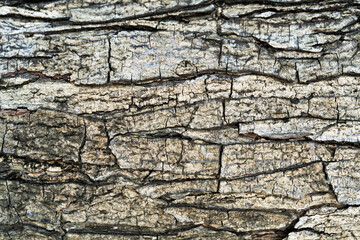 Closeup Old Wooden Pattern Texture