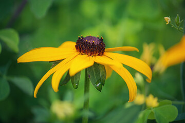 Black Eyed Susan