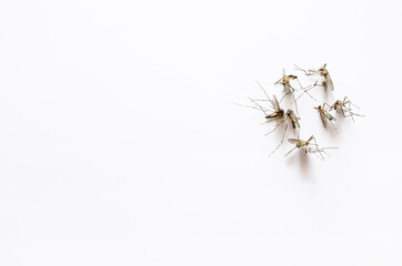 group of many mosquitos dead on white background with copy space.