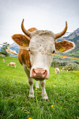 Beautiful swiss cows. Alpine meadows. Mountains.  