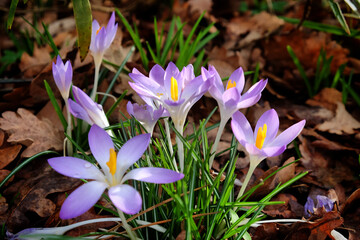 Early flowering Crocus 'tommasinianus Whitewell' purple in bloom