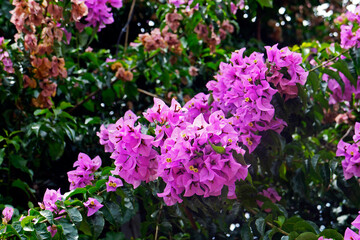 Fototapeta premium Pink bougainvillea flowers
