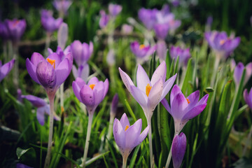 Early flowering Crocus 'tommasinianus Whitewell' purple in bloom