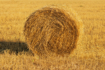 Hay bale. Haystack on rural nature on farmland, straw in the meadow
