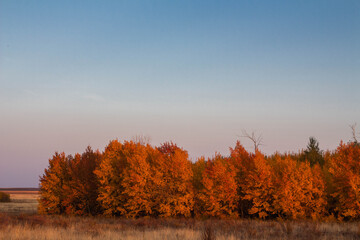 Beautiful autumn rural steppe landscape, autumn trees