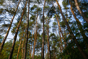 Nature in the forest, river and road, active rest.