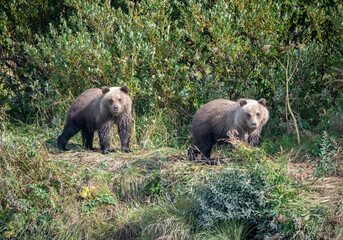 Coastal Brown Bear cubs out for a stroll