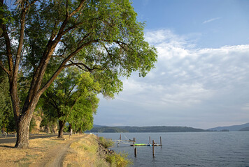 Original landscape summer photograph of tall Cottonwood trees lining the banks of Lake Coeur d'Alene - obrazy, fototapety, plakaty