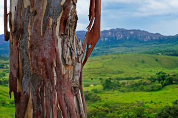 Fototapeta na wymiar Eucalyptus trunk at the countryside, Minas Gerais, Brazil