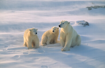 Fototapeta na wymiar Polar bear with her cubs