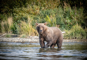 Obraz na płótnie Canvas Female Coastal Brown Bear in water