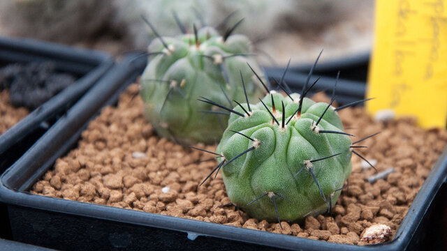 copiapoa cactus