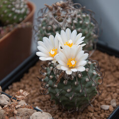 cactus flower Turbinicarpus
