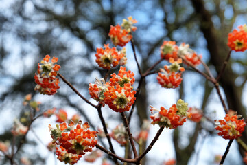 Edgeworthia chrysantha 'Red Dragon' blooming in late winter