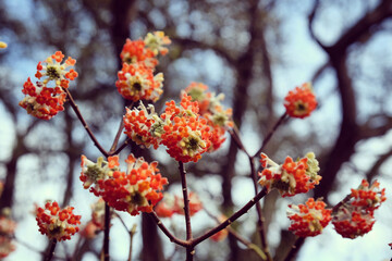 Edgeworthia chrysantha 'Red Dragon' blooming in late winter