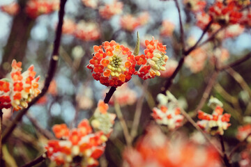 Edgeworthia chrysantha 'Red Dragon' blooming in late winter